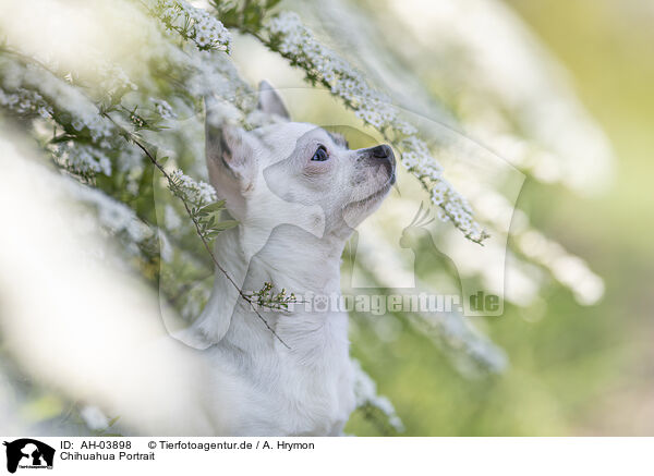 Chihuahua Portrait / AH-03898