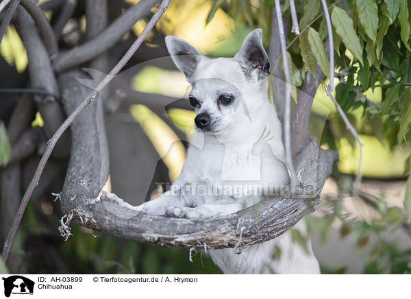 Chihuahua / AH-03899
