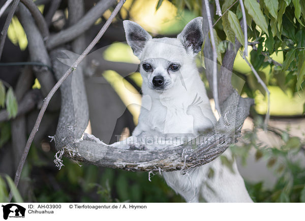 Chihuahua / Chihuahua / AH-03900
