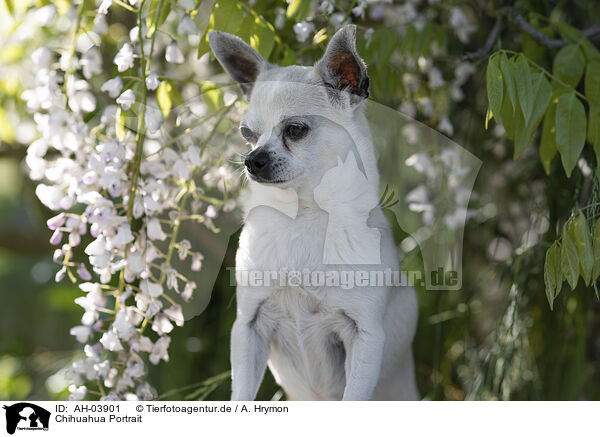 Chihuahua Portrait / Chihuahua Portrait / AH-03901