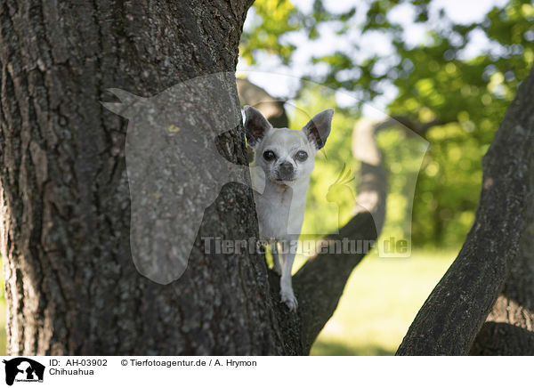Chihuahua / AH-03902