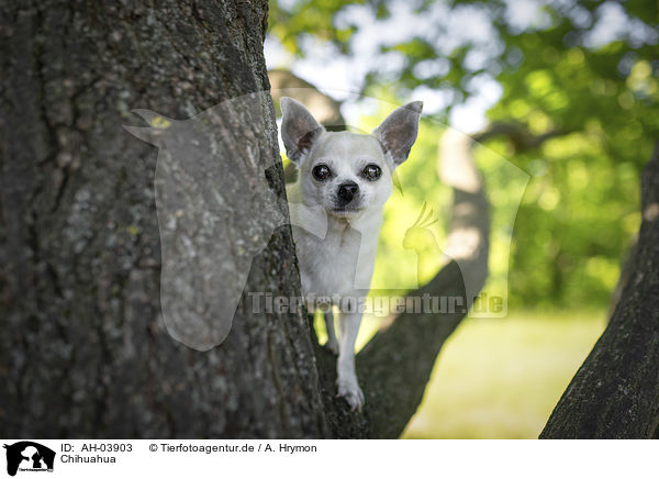 Chihuahua / AH-03903