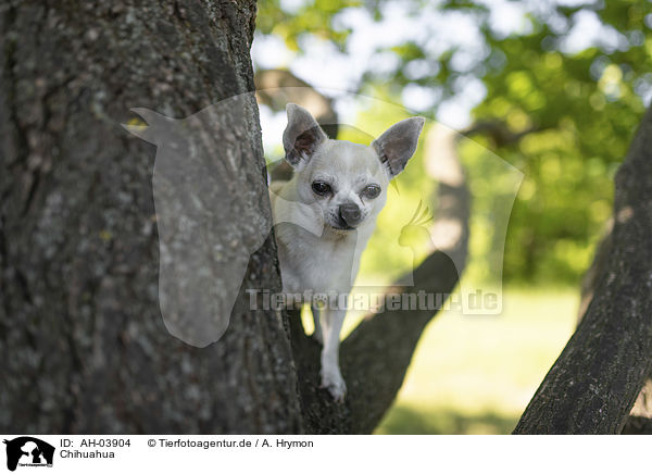 Chihuahua / AH-03904