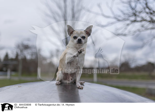 Chihuahua / AH-03906