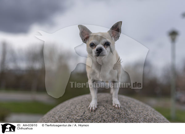 Chihuahua / AH-03910