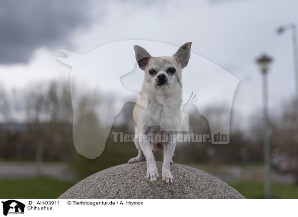 Chihuahua / AH-03911