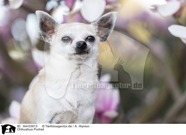 Chihuahua Portrait / AH-03913