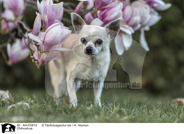 Chihuahua / AH-03914