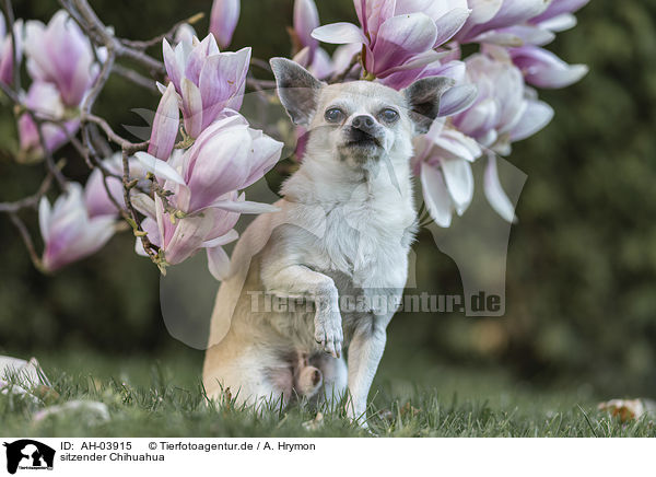 sitzender Chihuahua / sitting Chihuahua / AH-03915