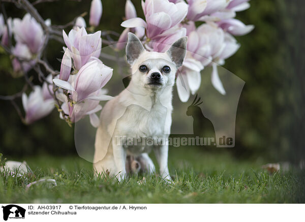 sitzender Chihuahua / AH-03917