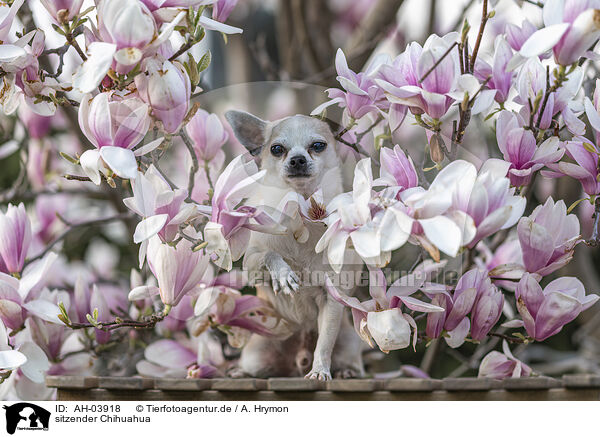 sitzender Chihuahua / AH-03918