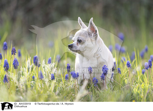 Chihuahua / AH-03919