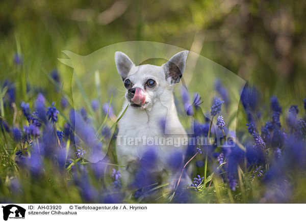 sitzender Chihuahua / AH-03920