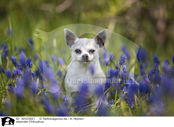 sitzender Chihuahua / AH-03921