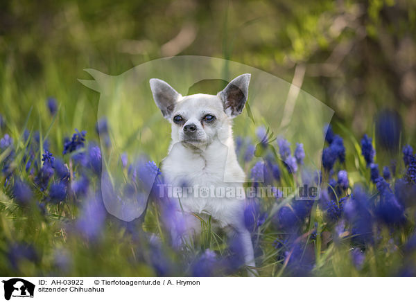 sitzender Chihuahua / AH-03922
