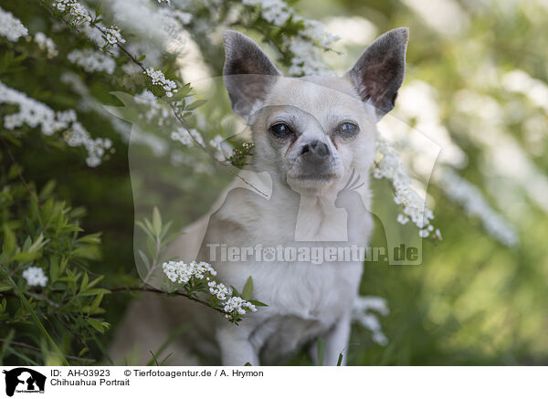 Chihuahua Portrait / AH-03923