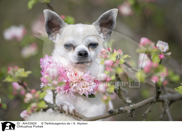 Chihuahua Portrait / AH-03924