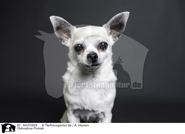 Chihuahua Portrait / AH-03929
