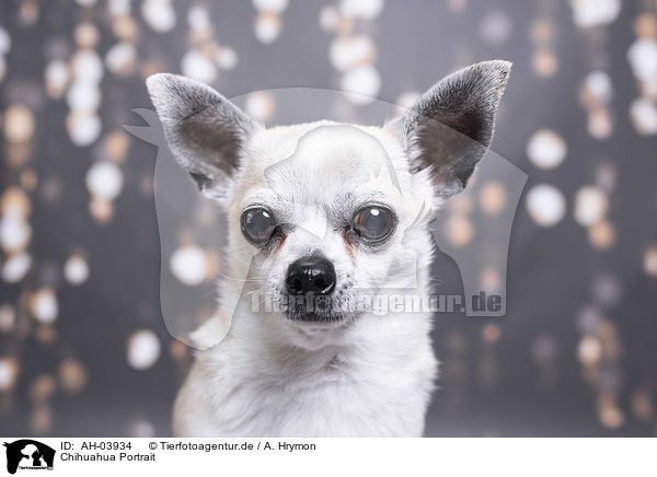 Chihuahua Portrait / AH-03934
