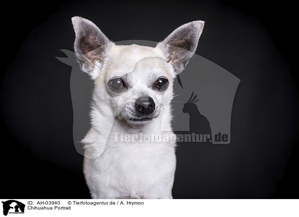 Chihuahua Portrait / AH-03940
