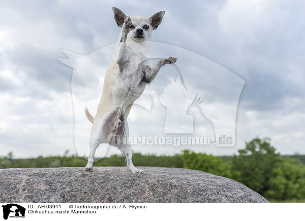 Chihuahua macht Mnnchen / AH-03941
