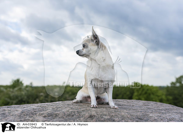 sitzender Chihuahua / AH-03943