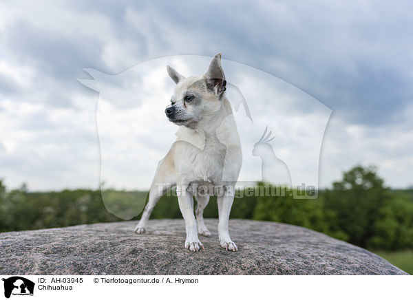 Chihuahua / AH-03945