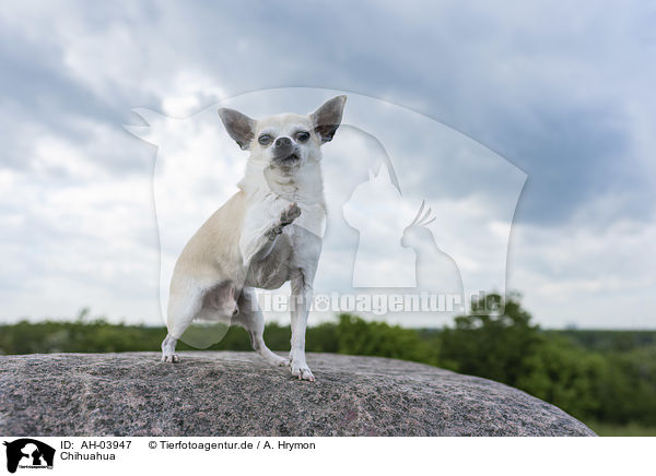Chihuahua / Chihuahua / AH-03947