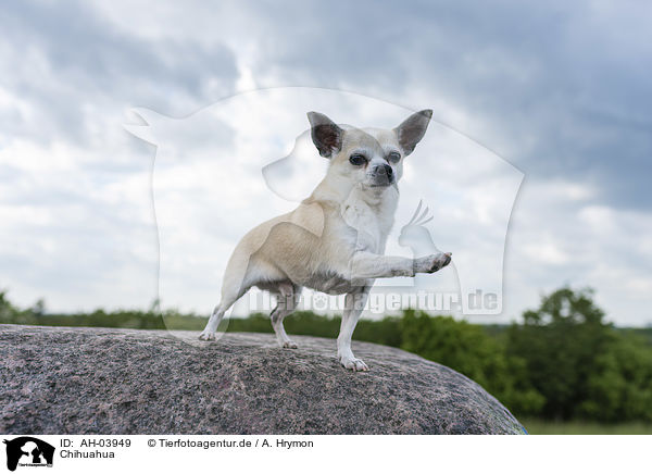 Chihuahua / AH-03949