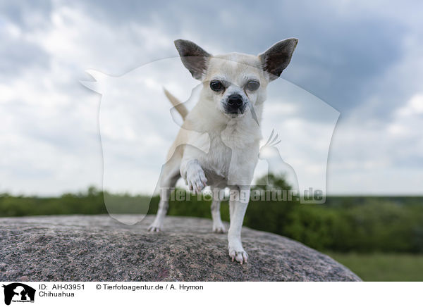 Chihuahua / AH-03951