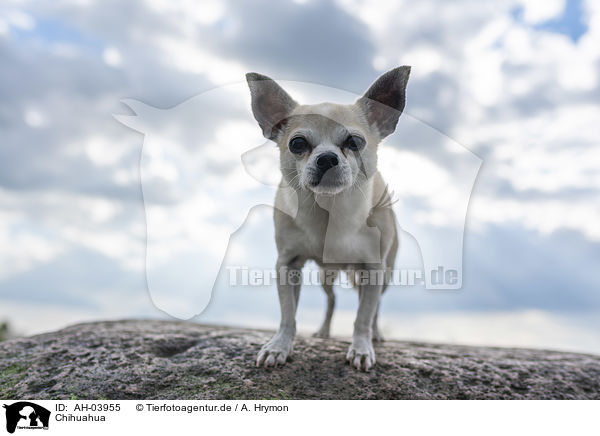Chihuahua / AH-03955