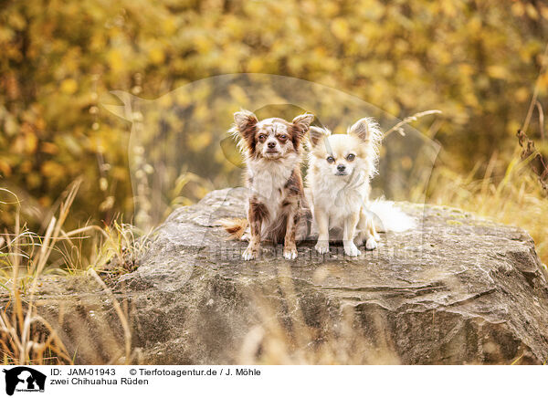 zwei Chihuahua Rden / JAM-01943
