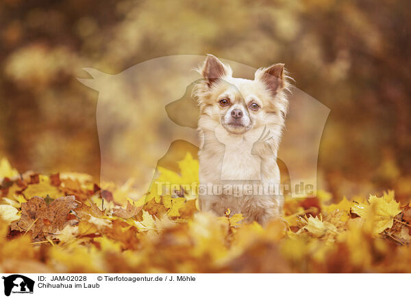 Chihuahua im Laub / JAM-02028