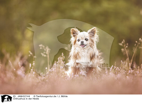 Chihuahua in der Heide / JAM-02144
