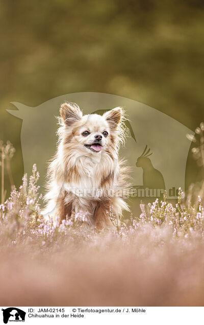 Chihuahua in der Heide / Chihuahua in heath / JAM-02145
