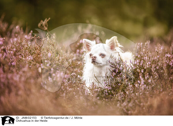 Chihuahua in der Heide / JAM-02153