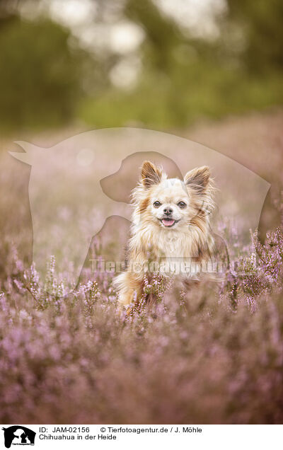 Chihuahua in der Heide / Chihuahua in heath / JAM-02156