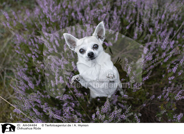 Chihuahua Rde / male Chihuahua / AH-04484