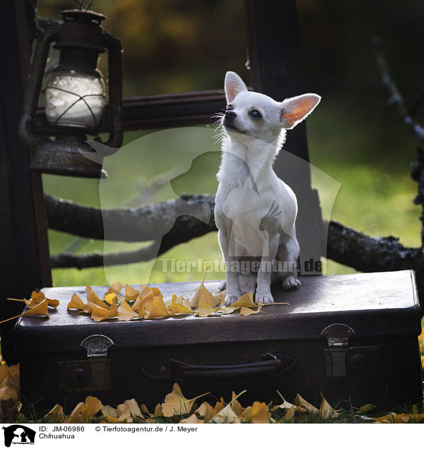 Chihuahua / Chihuahua / JM-06986