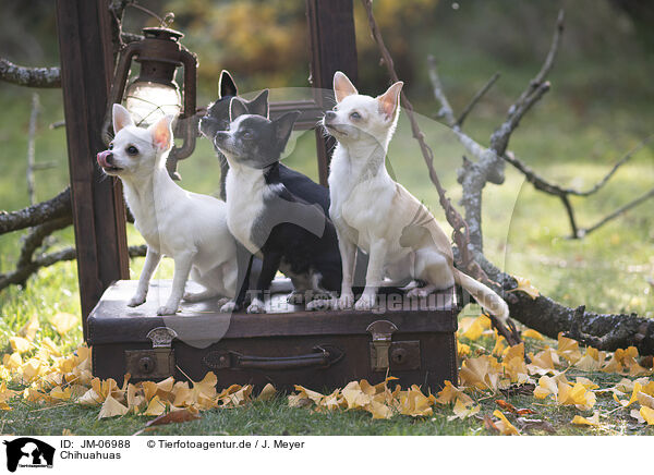 Chihuahuas / JM-06988
