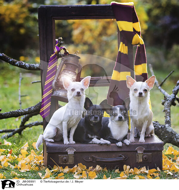 Chihuahuas / JM-06991