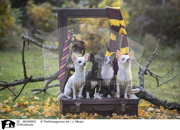 Chihuahuas / JM-06992