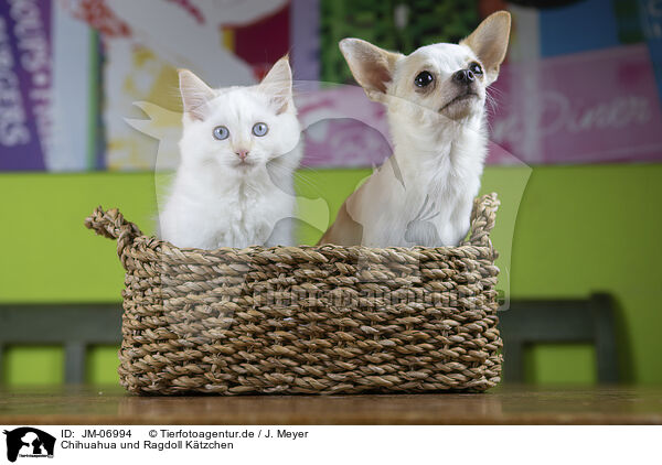 Chihuahua und Ragdoll Ktzchen / JM-06994