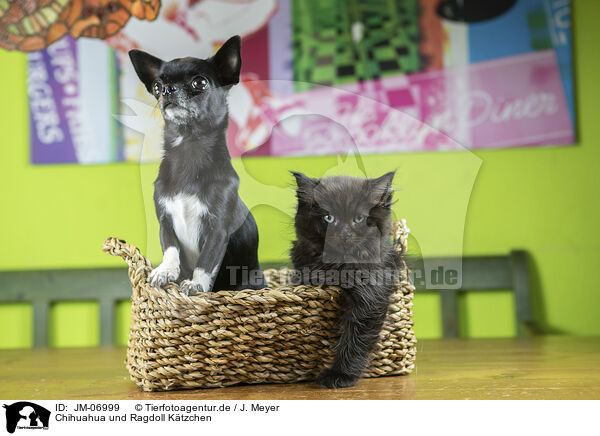Chihuahua und Ragdoll Ktzchen / Chihuahua and Ragdoll Kitten / JM-06999