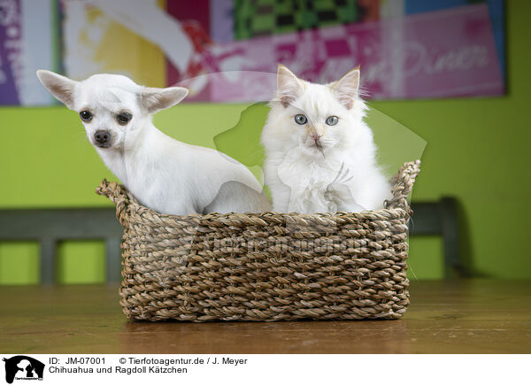 Chihuahua und Ragdoll Ktzchen / JM-07001