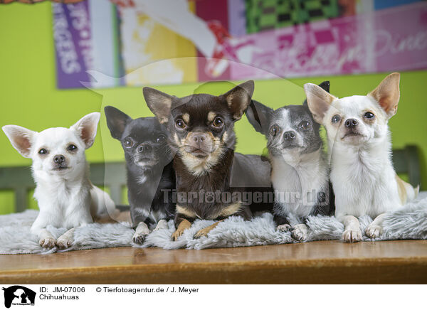 Chihuahuas / JM-07006