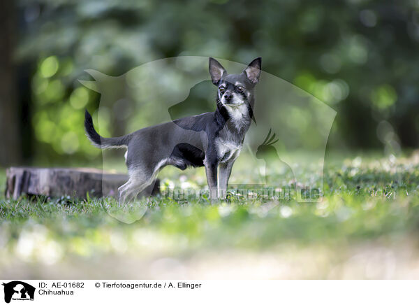 Chihuahua / AE-01682