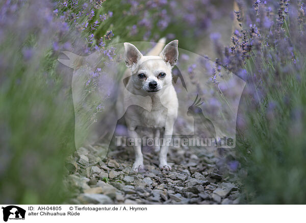 alter Chihuahua Rde / AH-04805