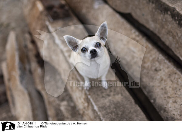 alter Chihuahua Rde / AH-04811