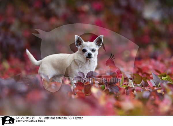 alter Chihuahua Rde / AH-04814